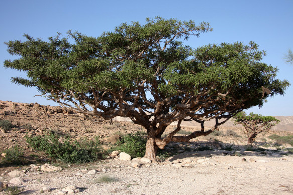 Boswellia sacra fenyőtömjén fa fotója